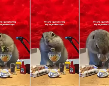 全新體驗《松鼠吃播ASMR》看牠吃竟然不會讓人產生飢餓感,感覺這種風格看了會瘦喔XD