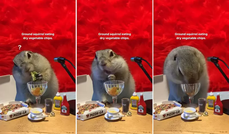 全新體驗《松鼠吃播ASMR》看牠吃竟然不會讓人產生飢餓感，感覺這種風格看了會瘦喔XD