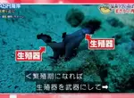 《對扁蟲生態興奮的腐女們》陰莖擊劍輸掉就要當母的 這真的不是BL同人誌 ? 《對扁蟲生態興奮的腐女們》陰莖擊劍輸掉就要當母的 這真的不是BL同人誌 ?