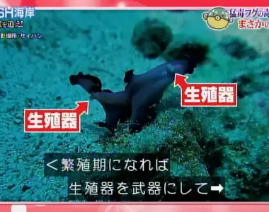 《對扁蟲生態興奮的腐女們》陰莖擊劍輸掉就要當母的 這真的不是BL同人誌 ?