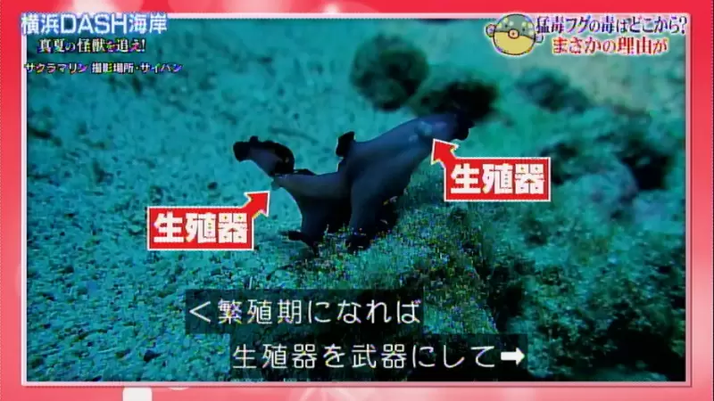 《對扁蟲生態興奮的腐女們》陰莖擊劍輸掉就要當母的 這真的不是ＢＬ同人誌 ？