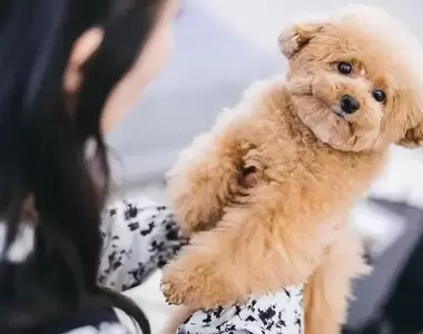 網友票選《覺得最可愛的狗狗品種》能超越貴賓犬跟吉娃娃的人氣狗狗會是哪一種呢?