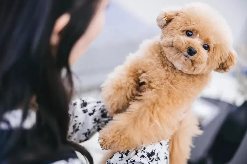 網友票選《覺得最可愛的狗狗品種》能超越貴賓犬跟吉娃娃的人氣狗狗會是哪一種呢? 網友票選《覺得最可愛的狗狗品種》能超越貴賓犬跟吉娃娃的人氣狗狗會是哪一種呢?
