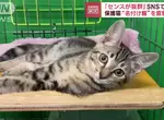 《奈良流浪貓收容所》連續四年沒有人道毀滅，訣竅全靠一種趣味的命名方式