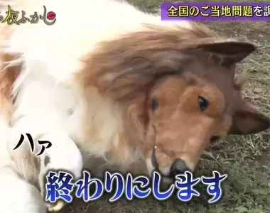 《想要當動物的男人》委託節目拍攝狗狗障礙訓練,整個過程真的就累得跟狗一樣...