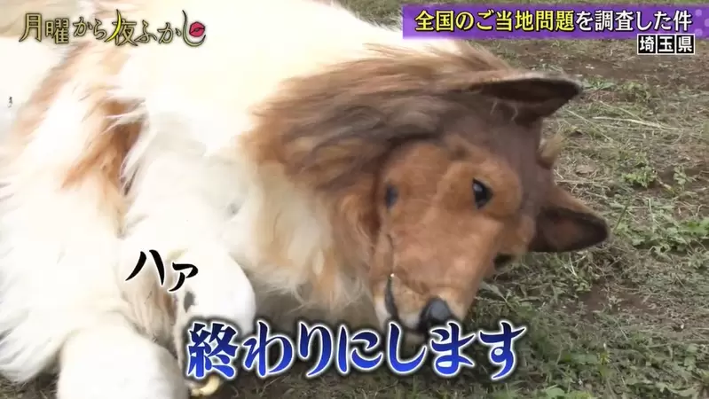 《想要當動物的男人》委託節目拍攝狗狗障礙訓練,整個過程真的就累得跟狗一樣... 《想要當動物的男人》委託節目拍攝狗狗障礙訓練,整個過程真的就累得跟狗一樣...