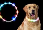 《寵物發光項圈》狗狗戴起來不會覺得很閃很刺眼嗎？日本飼主親自實驗的結果是……