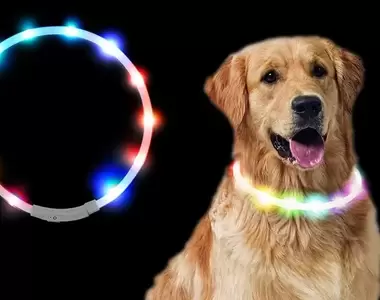 《寵物發光項圈》狗狗戴起來不會覺得很閃很刺眼嗎?日本飼主親自實驗的結果是……