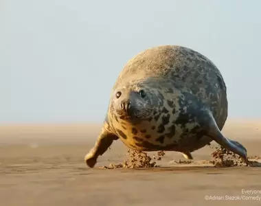 2023年版《搞笑野生動物攝影獎》今年的入圍作品也是每張照片都很有戲啊