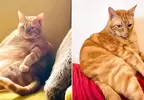 網友分享《減肥前後的貓貓對比》雖然胖胖的比較可愛但還是瘦一點比較健康啦
