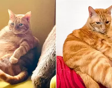 網友分享《減肥前後的貓貓對比》雖然胖胖的比較可愛但還是瘦一點比較健康啦