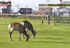 全日本難度最高的《公園高爾夫球》難點在於園區裡到處都是野生的鹿