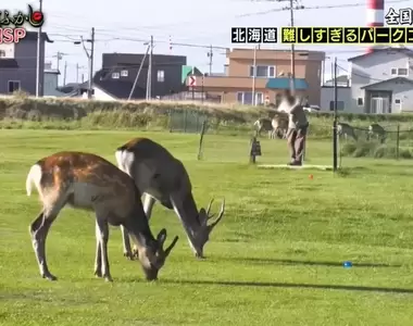 全日本難度最高的《公園高爾夫球》難點在於園區裡到處都是野生的鹿