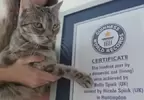 《世界最大聲的家貓呼嚕聲》14歲的虎斑貓「貝拉」成功拿下金氏世界紀錄認證