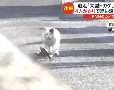 《貓咪追趕大蜥蜴》小豆島民眾目擊蜥蜴用生命在逃跑的瞬間