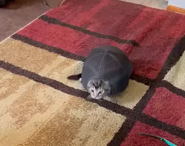 像極了新品種的《貓龜》飼主清楚拍下幼貓鑽進帽子裡的可愛模樣