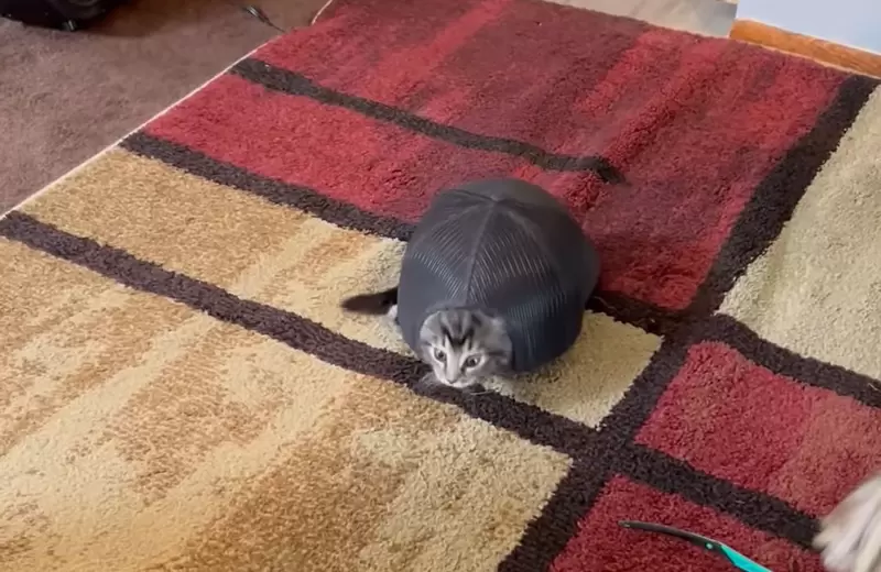 像極了新品種的《貓龜》飼主清楚拍下幼貓鑽進帽子裡的可愛模樣 像極了新品種的《貓龜》飼主清楚拍下幼貓鑽進帽子裡的可愛模樣