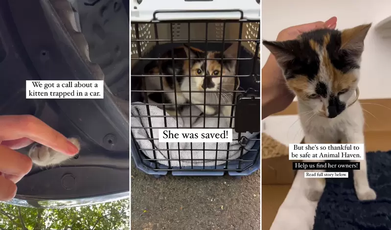 受困在車裡《伸出肉球需要幫忙的貓貓》及時發現並且成功救援的過程 受困在車裡《伸出肉球需要幫忙的貓貓》及時發現並且成功救援的過程