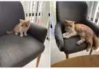 網友分享《貓貓的成長照》順利長大下的對比就是椅子變得破破爛爛惹