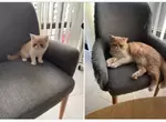 網友分享《貓貓的成長照》順利長大下的對比就是椅子變得破破爛爛惹