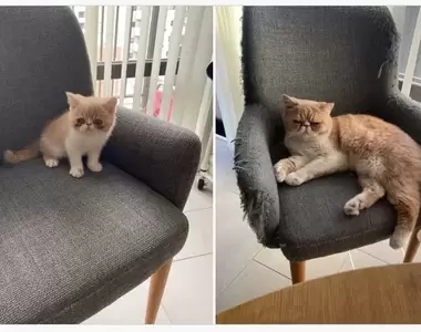 網友分享《貓貓的成長照》順利長大下的對比就是椅子變得破破爛爛惹