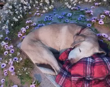 《在虛擬空間與愛犬相見》主人創造了一個海灘,履行了對已故狗狗的承諾