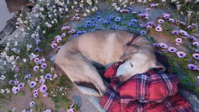 《在虛擬空間與愛犬相見》主人創造了一個海灘，履行了對已故狗狗的承諾