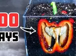《種植青椒的100天觀察》透過玻璃看見了植物強大的生命力展現 《種植青椒的100天觀察》透過玻璃看見了植物強大的生命力展現