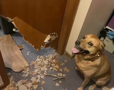 《最會搗蛋的狗狗》因各種破壞行為被主人當場逮捕的那些狗狗們