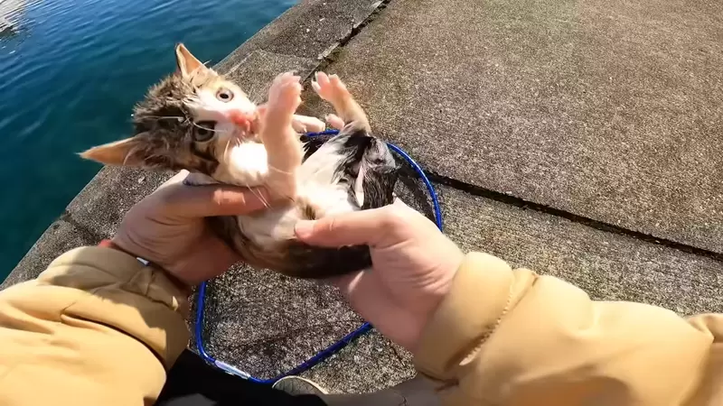 釣魚youtuber《海釣結果釣到貓》從釣客變寵物頻道結果流量多了好幾倍