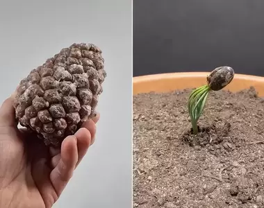 縮時攝影《種植松樹種子的300天觀察》想不到松樹種子發芽的過程會那麼不一樣!?