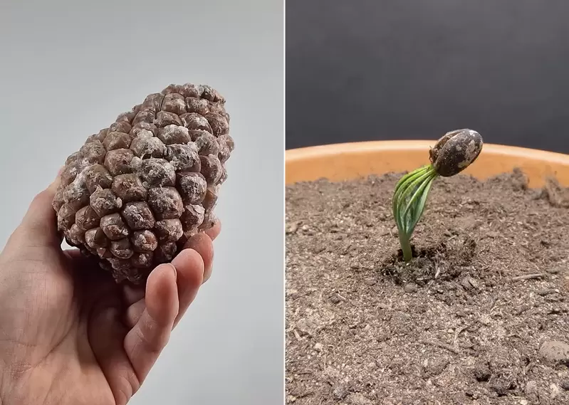 縮時攝影《種植松樹種子的300天觀察》想不到松樹種子發芽的過程會那麼不一樣!? 縮時攝影《種植松樹種子的300天觀察》想不到松樹種子發芽的過程會那麼不一樣!?