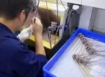 《美少女公仔驚爆生產危機》中國工廠接連無預警停產 社會主義鐵拳砸到這個業界了? 《美少女公仔驚爆生產危機》中國工廠接連無預警停產 社會主義鐵拳砸到這個業界了?