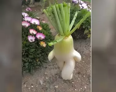《大根逃走中》現在看這些「奇形蔬菜」還是覺得非常有趣XD