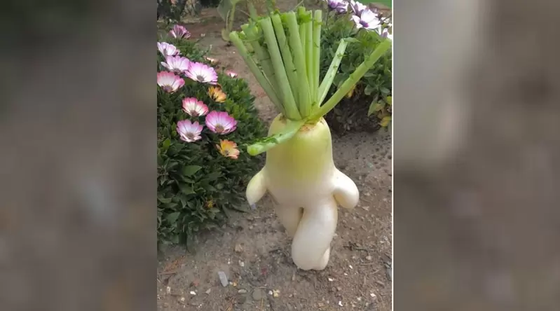 《大根逃走中》現在看這些「奇形蔬菜」還是覺得非常有趣XD 《大根逃走中》現在看這些「奇形蔬菜」還是覺得非常有趣XD