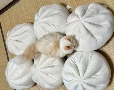 網友大推好物《宜得利肉包抱枕》超人氣麻糬(MOCHIMOCHI)靠墊,軟綿綿的Q彈質感好舒服