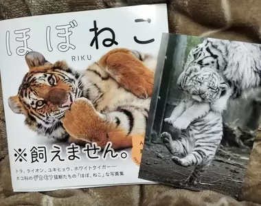 喜歡貓的你肯定喜歡的《猛獸寫真集》特色就是超像貓貓,一舉一動都很貓❤