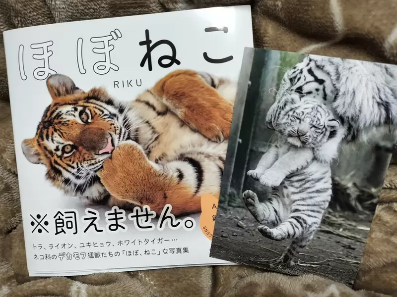喜歡貓的你肯定喜歡的《猛獸寫真集》特色就是超像貓貓，一舉一動都很貓❤