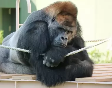 東山動植物園《超帥大猩猩Shabani》帥到曾經出過個人寫真集的動物明星