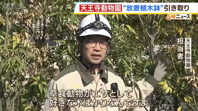 《大阪創意垃圾處理法》103個花盆占用道路30年 動物園開心拿去餵草食動物 《大阪創意垃圾處理法》103個花盆占用道路30年 動物園開心拿去餵草食動物