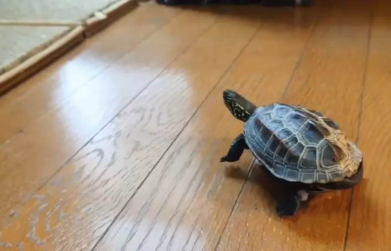 網友分享《滑板資歷4年的烏龜》現在已經是十分有經驗的老手惹