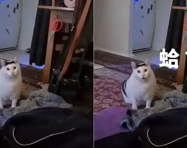 2024年版最強《貓咪迷因》排行榜  網友選出最有人氣的3款迷因梗圖