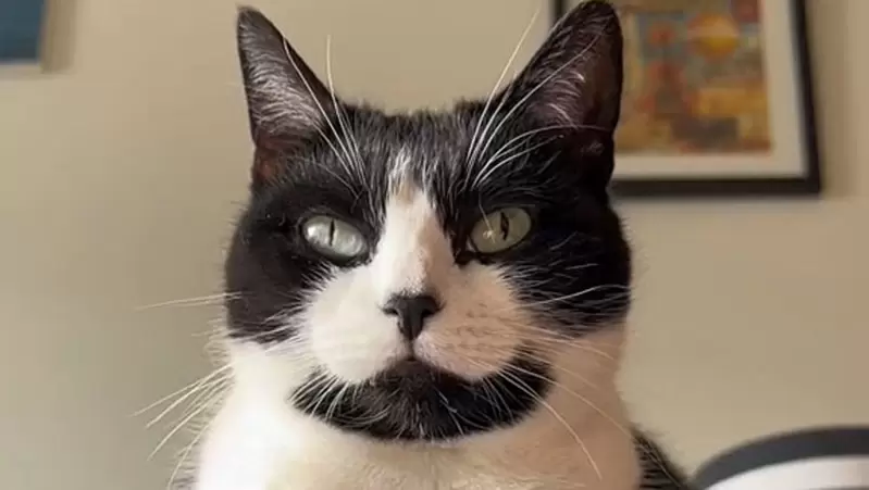 網友分享《貓咪睡覺的位置與主人之間的關係》四個地方了解貓貓的心理狀態 網友分享《貓咪睡覺的位置與主人之間的關係》四個地方了解貓貓的心理狀態