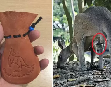 澳洲定番土產《袋鼠的蛋蛋袋》造型略有不同是特色，除此之外聽說還有運氣守護的功效？