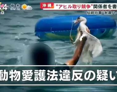 《沖繩搶鴨子比賽》糸滿龍舟祭餘興節目 主辦單位挨批虐待動物函送法辦了