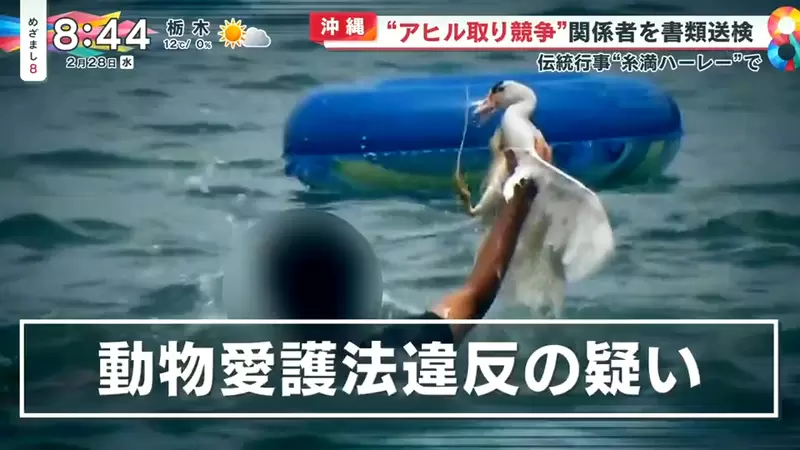 《沖繩搶鴨子比賽》糸滿龍舟祭餘興節目 主辦單位挨批虐待動物函送法辦了