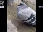 《泡足湯的鴿子》鴿子也會怕冷嗎？日本溫泉聖地奇景讓鳥類專家嘖嘖稱奇