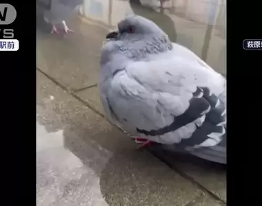 《泡足湯的鴿子》鴿子也會怕冷嗎？日本溫泉聖地奇景讓鳥類專家嘖嘖稱奇
