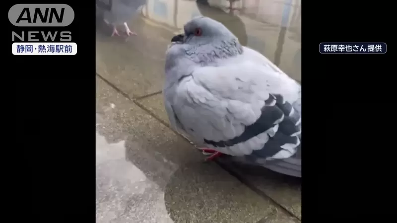 《泡足湯的鴿子》鴿子也會怕冷嗎?日本溫泉聖地奇景讓鳥類專家嘖嘖稱奇 《泡足湯的鴿子》鴿子也會怕冷嗎?日本溫泉聖地奇景讓鳥類專家嘖嘖稱奇