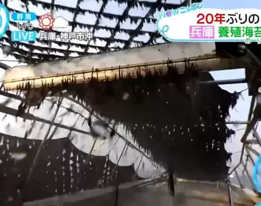 《紫菜是這樣採收的》愛吃海苔的你知道材料來源嗎?實際看過才知道魄力十足